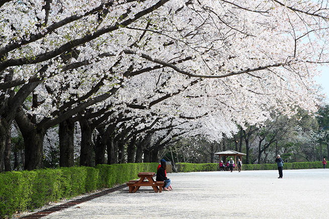 2017 Seoul Grand Park Cherry Blossom Festival 