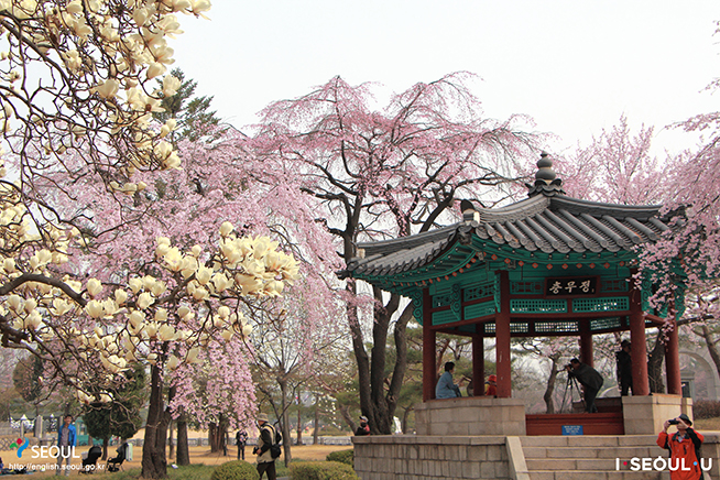 Weeping Cherry Blossoms at Seoul National Cemetery