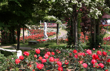 首尔大公园玫瑰庆典