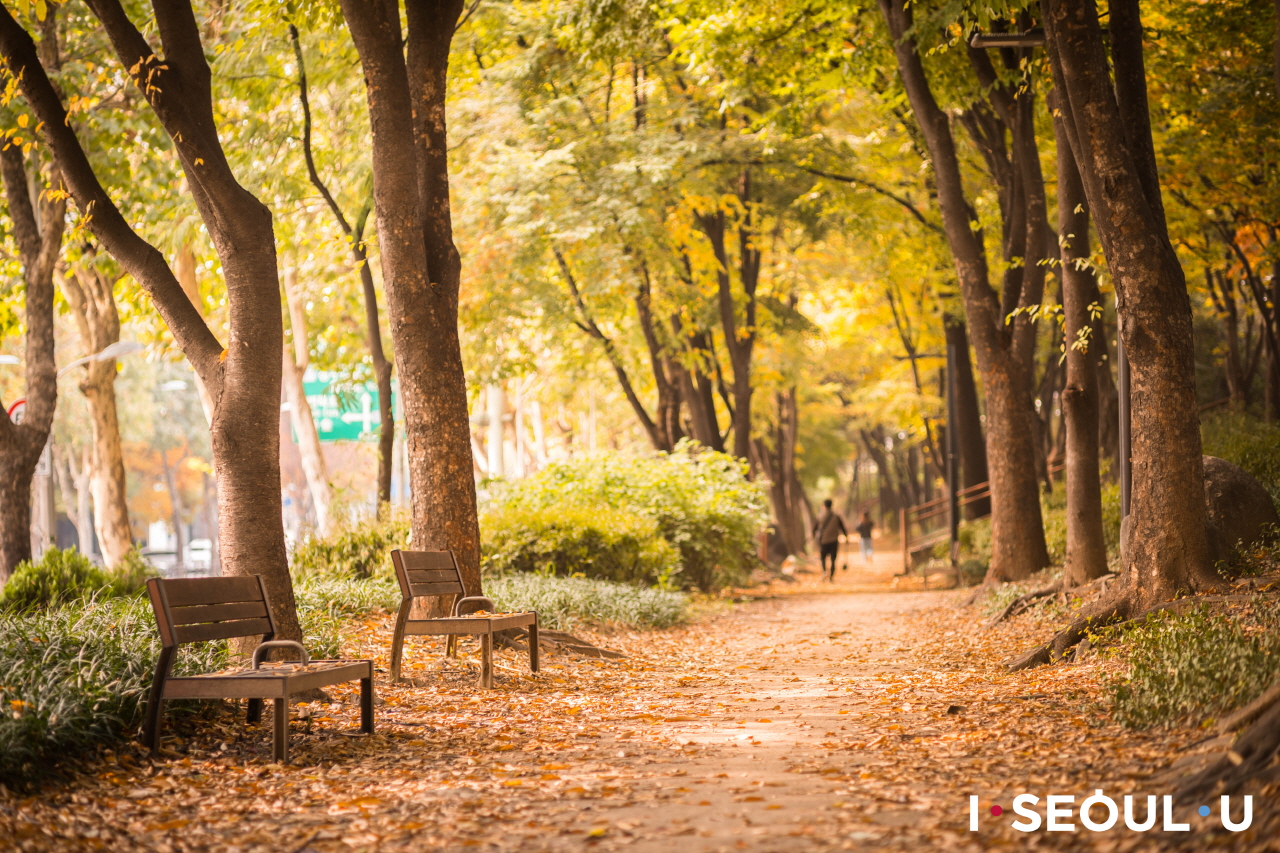 散落有落叶的松亭堤坝街散步路和空荡荡的木质长椅