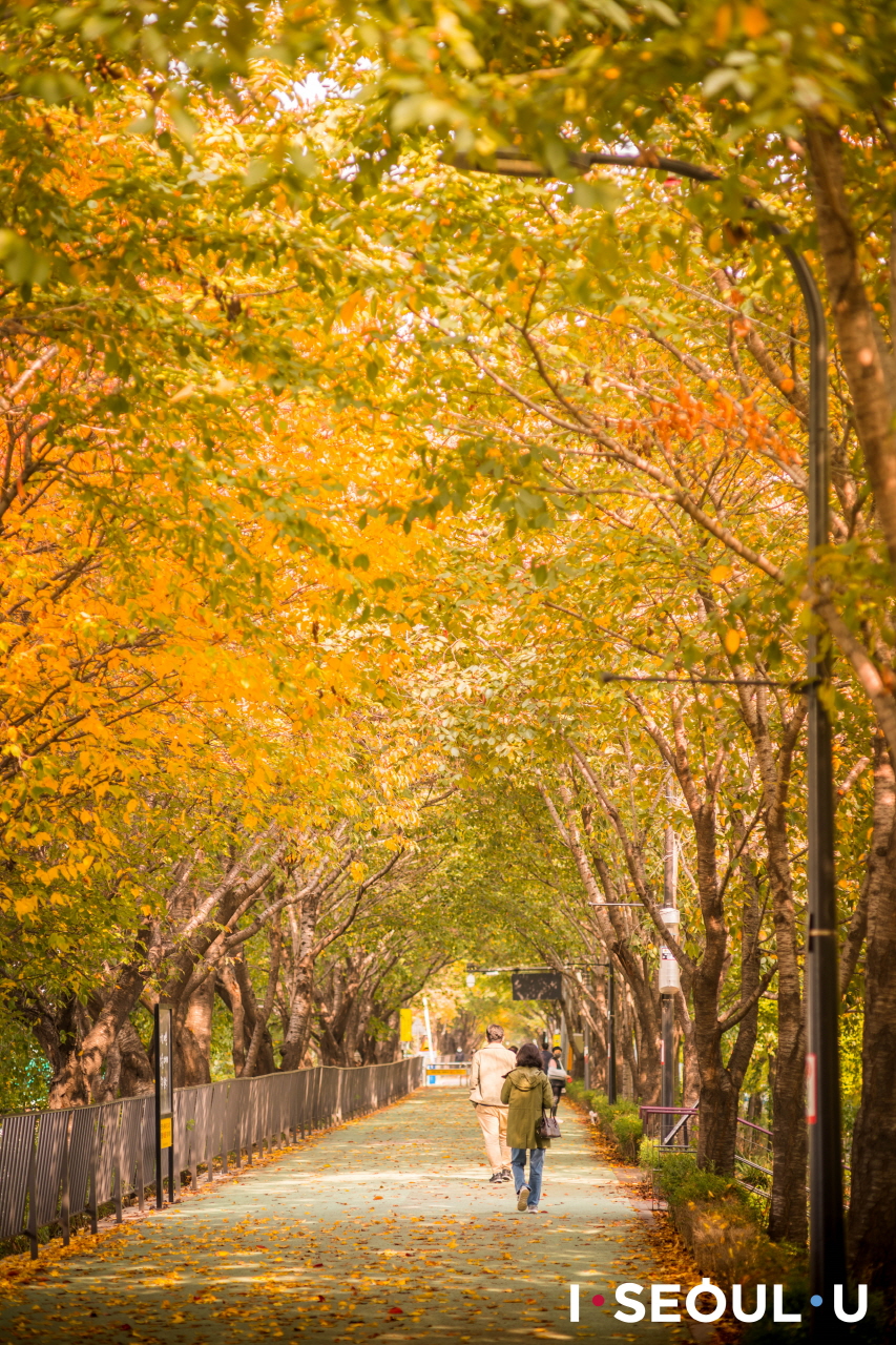 在五彩斑斓的茂密树叶笼罩下的松亭堤坝街上散步的人们