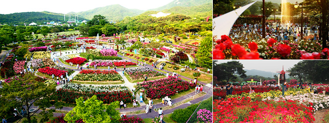 首尔大公园2万余坪的花园中数千万朵玫瑰怒放