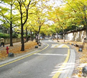 漫步首尔市布满五色落叶的秋季小路