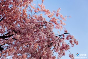 松坡渡口公园的樱花