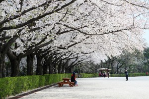 4月8日起首尔大公园樱花庆典盛事来袭