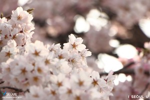 国立首尔显忠院 垂枝樱花