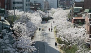 首尔的“180条美丽春花路”