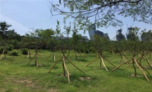 汉江正在复原！首尔市建造完成四大主题汉江林
