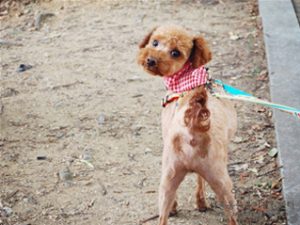 首尔市举办“与小狗一起秋游”活动