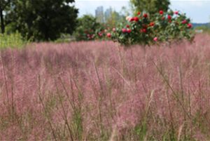 汉江蚕院公园内“青草庭园”25种草本植物齐齐盛开