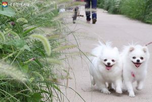 首尔市推动“宠物犬内置微芯片”动物登记制度