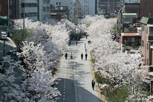 首尔市介绍160条美丽春花路