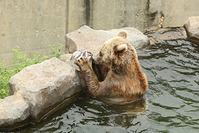 欧洲棕熊吃冰块