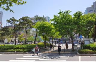 广津区奥林匹克大桥北端交通岛绿荫树栽植