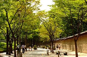 首尔市精选出220条市中心夏日绿荫路