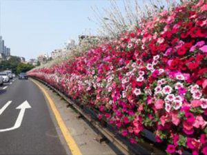 首尔市用“春花路”慰藉新冠抑郁
