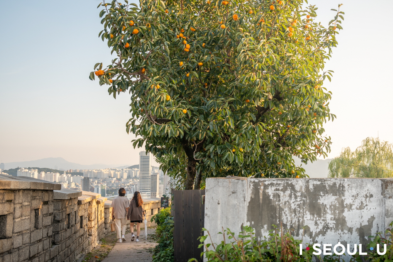 骆山公园城郭路旁巨大的橘子树和情侣
