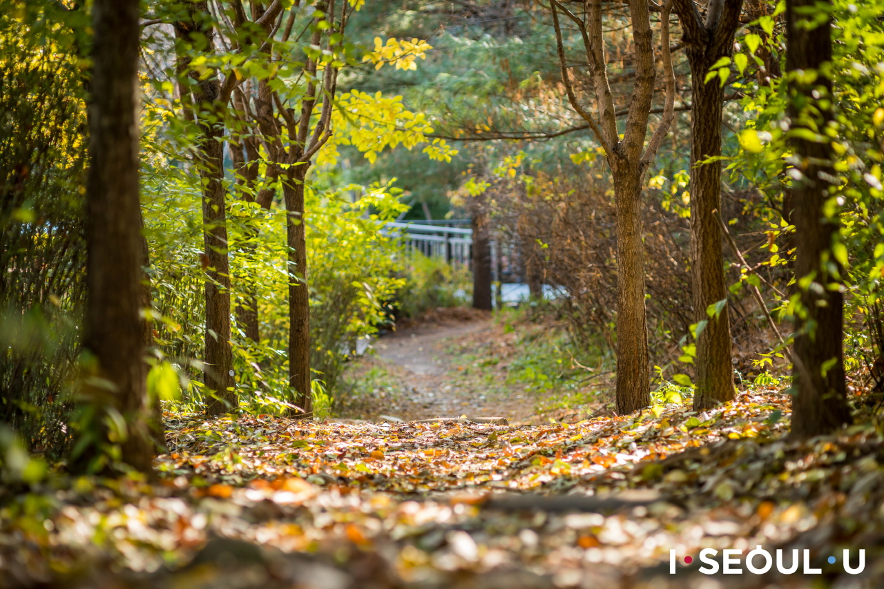 俯瞰下的铺满落叶的烽火台公园散步路 