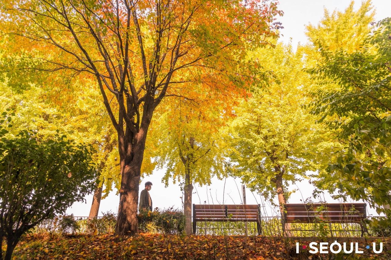 树叶逐渐凋落的大树下空荡荡的松亭堤坝街休息长椅