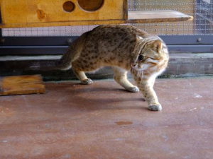 为保护濒危物种，首尔大公园向日本赠送一对豹猫