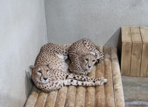 首尔大公园喜迎猎豹新成员，赠日狮子产幼崽