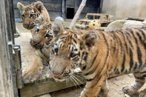 首尔大公园首次公开具有国际血统的西伯利亚小老虎三胞胎