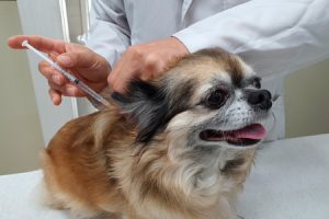 首尔市启动“社区动物医院”，为弱势群体宠物提供诊疗费补贴