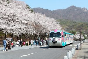 首尔大公园樱花节，邀您共走花雨纷飞的樱花路