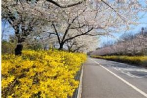 每走一步春日气息扑鼻而来！“首尔173条美丽春花路”
