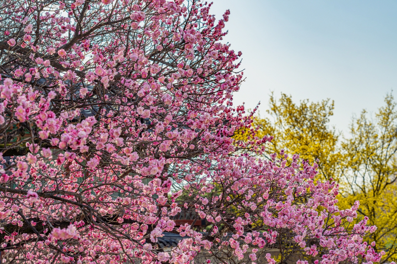 一张风景照片，天空下有粉色和黄色的开花树木。