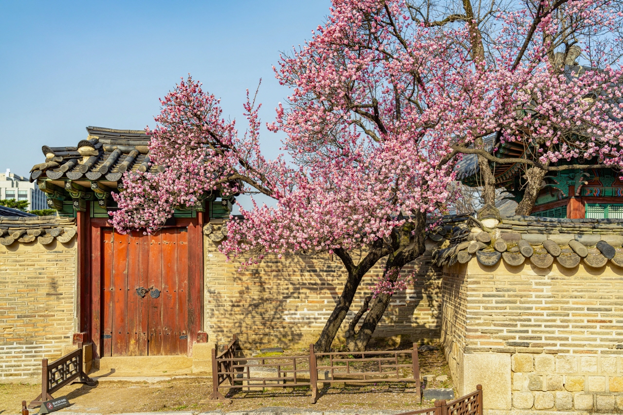 门和传统墙树的照片，旁边有一棵粉红色的花树