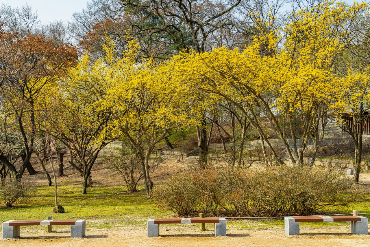 昌德宫花园照片，黄花树盛开