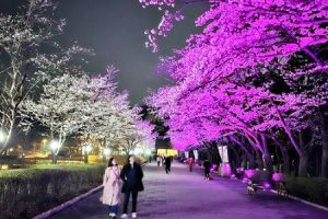 准备迎接春天，4月第一周请享受“首尔大公园樱花节”
