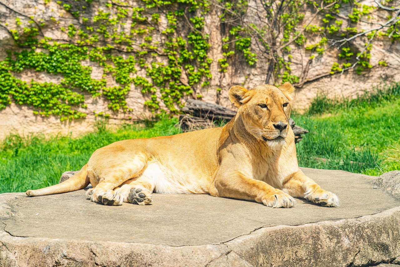 一只母狮坐在岩石上的照片.