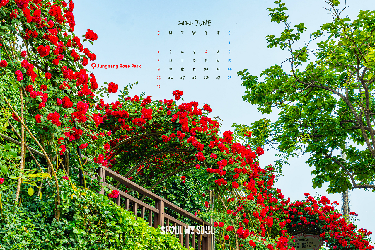以中浪玫瑰公园的红玫瑰拱为背景的日历图片