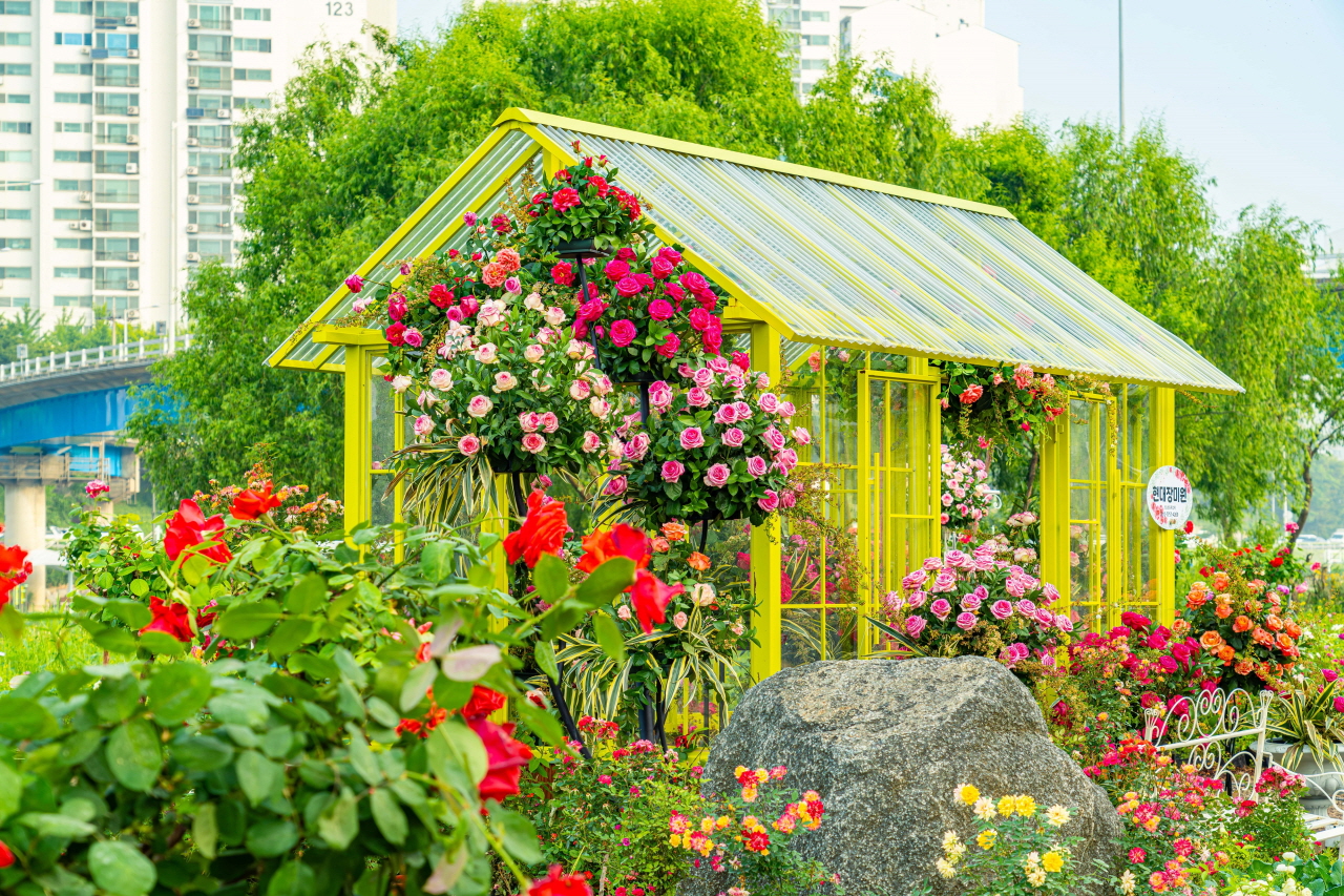 一张围绕中浪玫瑰公园黄色温室的粉红色和红色的玫瑰照片.