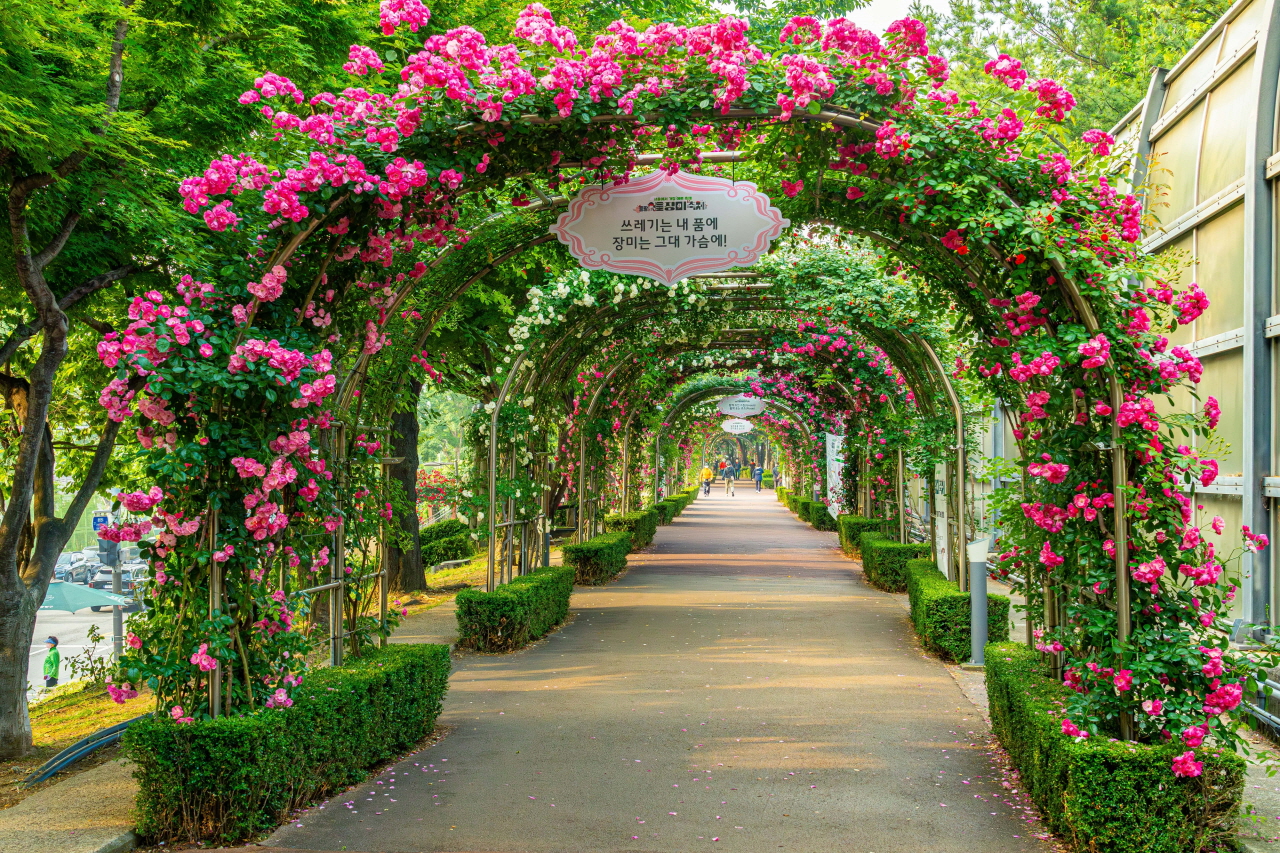 一张用中浪玫瑰公园粉红玫瑰拱门装饰的散步小道照片.