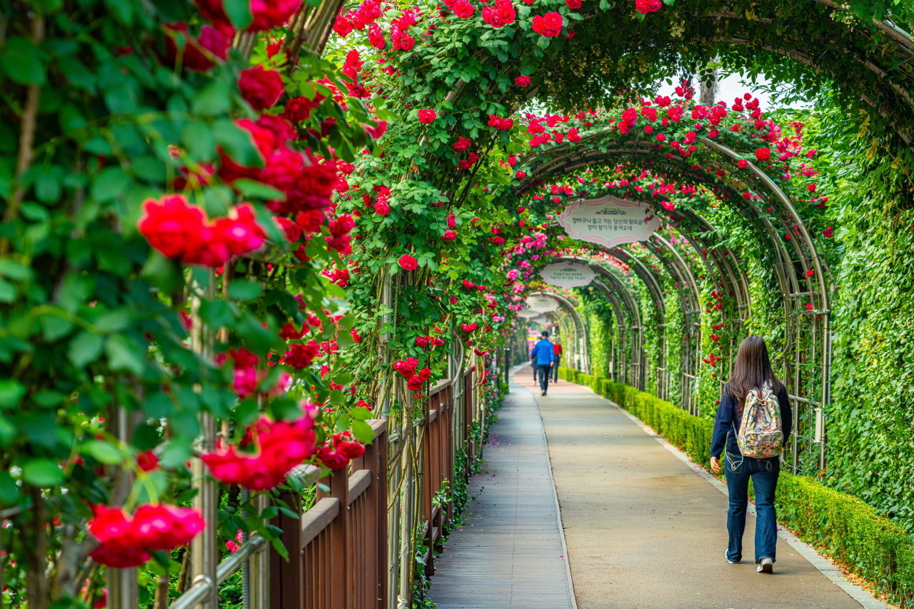 一张用中浪玫瑰公园的红玫瑰拱门装饰的步行街照片.
