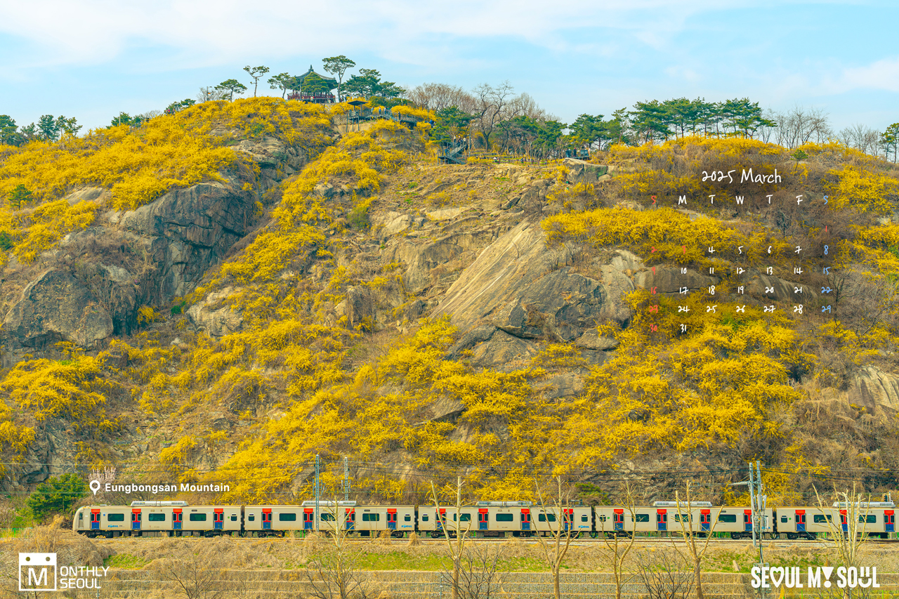 以迎春花盛开的鹰峰山全景为背景，以行驶在山脚下的地铁照片为背景制作的日历图片