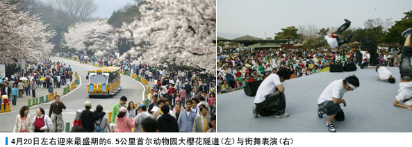 4月20日左右迎来最盛期的6.5公里首尔动物园大樱花隧道(左)与街舞表演(右)