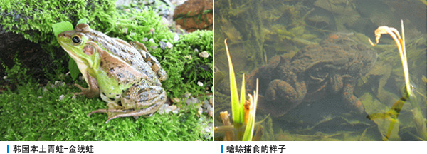 韩国本土青蛙-金线蛙, 蟾蜍捕食的样子