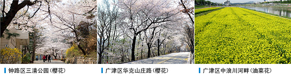 钟路区三清公园(樱花) , 广津区华克山庄路(樱花) , 广津区中浪川河畔(油菜花)