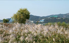 首尔市推荐汉江深秋芦苇、荻草、紫芒三佳景点