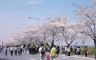 整个首尔处处举办多姿多彩的迎春庆典