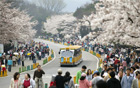 请到首尔动物园欣赏今年最后一场春花节