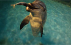 [元淳的希望日记109] 海豚“Jedoli”返回故乡